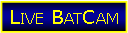 Fly By Night - live bat cam