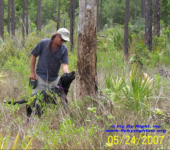 Thomas near cavity tree during EVER roost survey