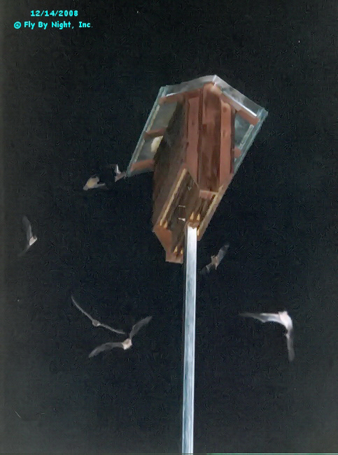 bats flying around bat house