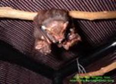seminole bat pups