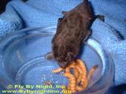 bat eating mealworms
